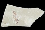 Bargain, Cretaceous Fossil Fish (Armigatus) - Lebanon #102561-1